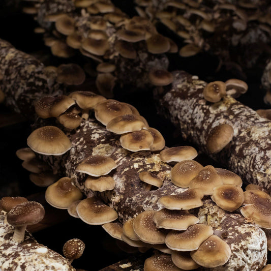 7 Super Things to Know About Shiitake Mushrooms