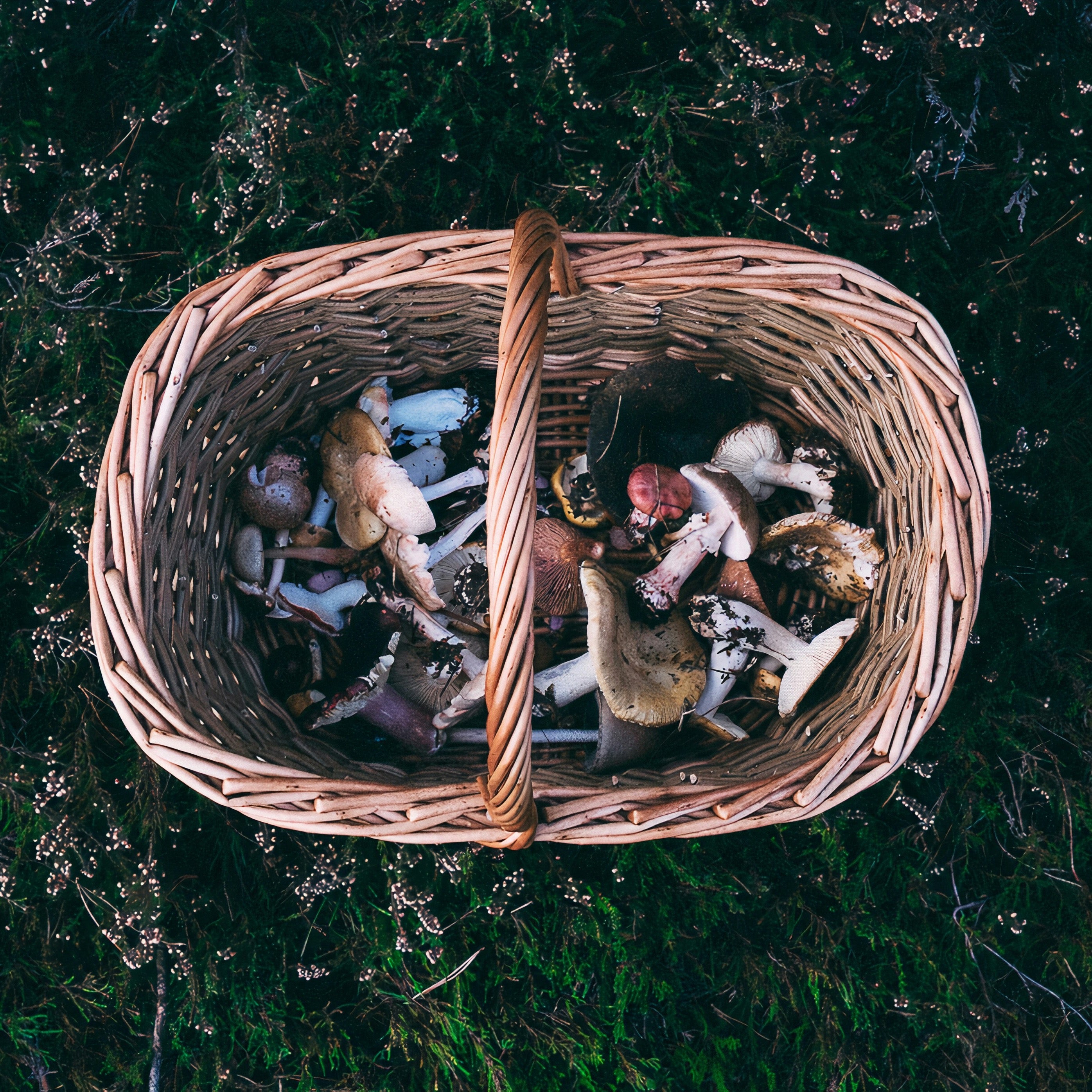 4 Important Mushroom Safety Tips Every Forager Should Follow