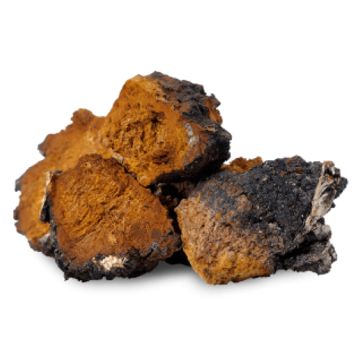 Chaga