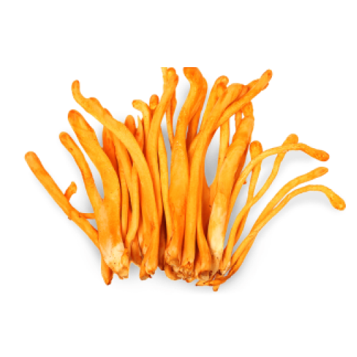 Cordyceps