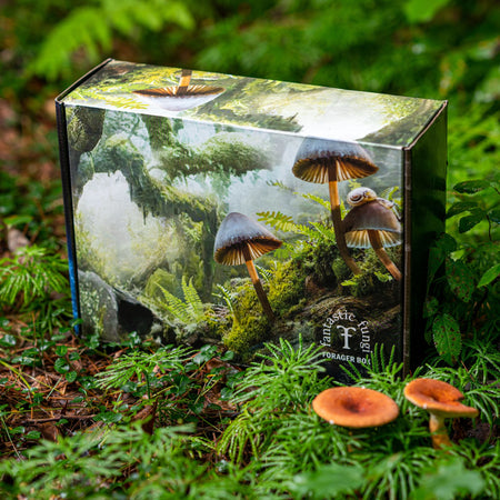 Fall Forager Box