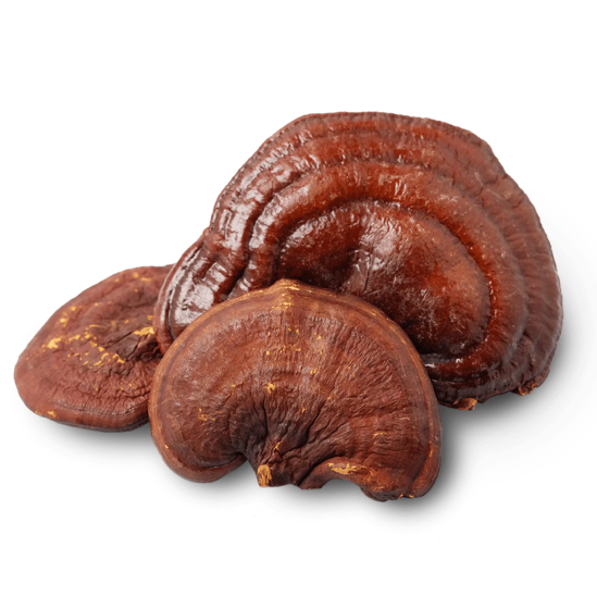 Reishi