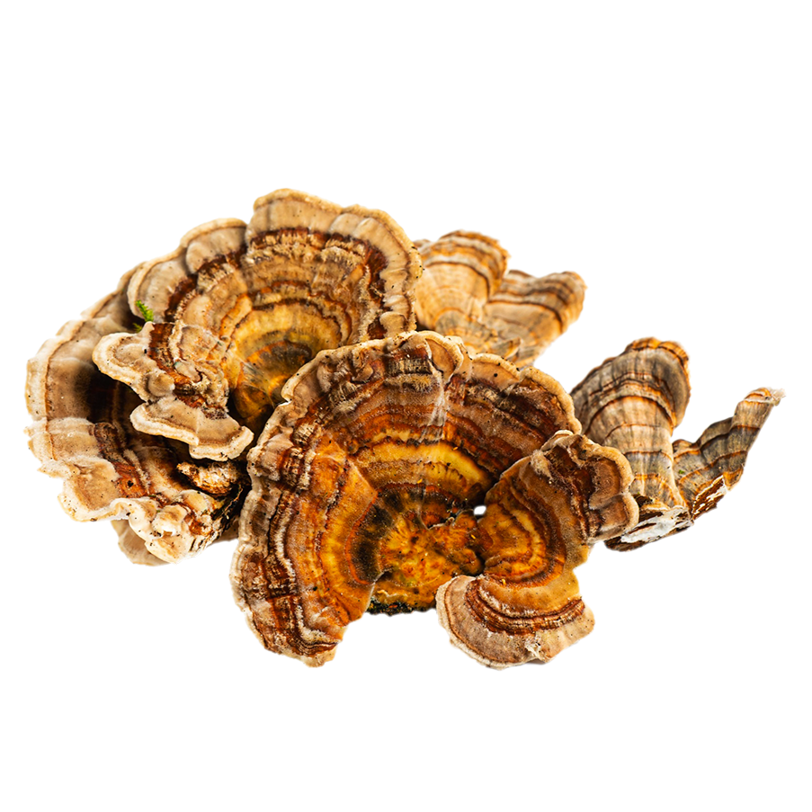 Turkey Tail