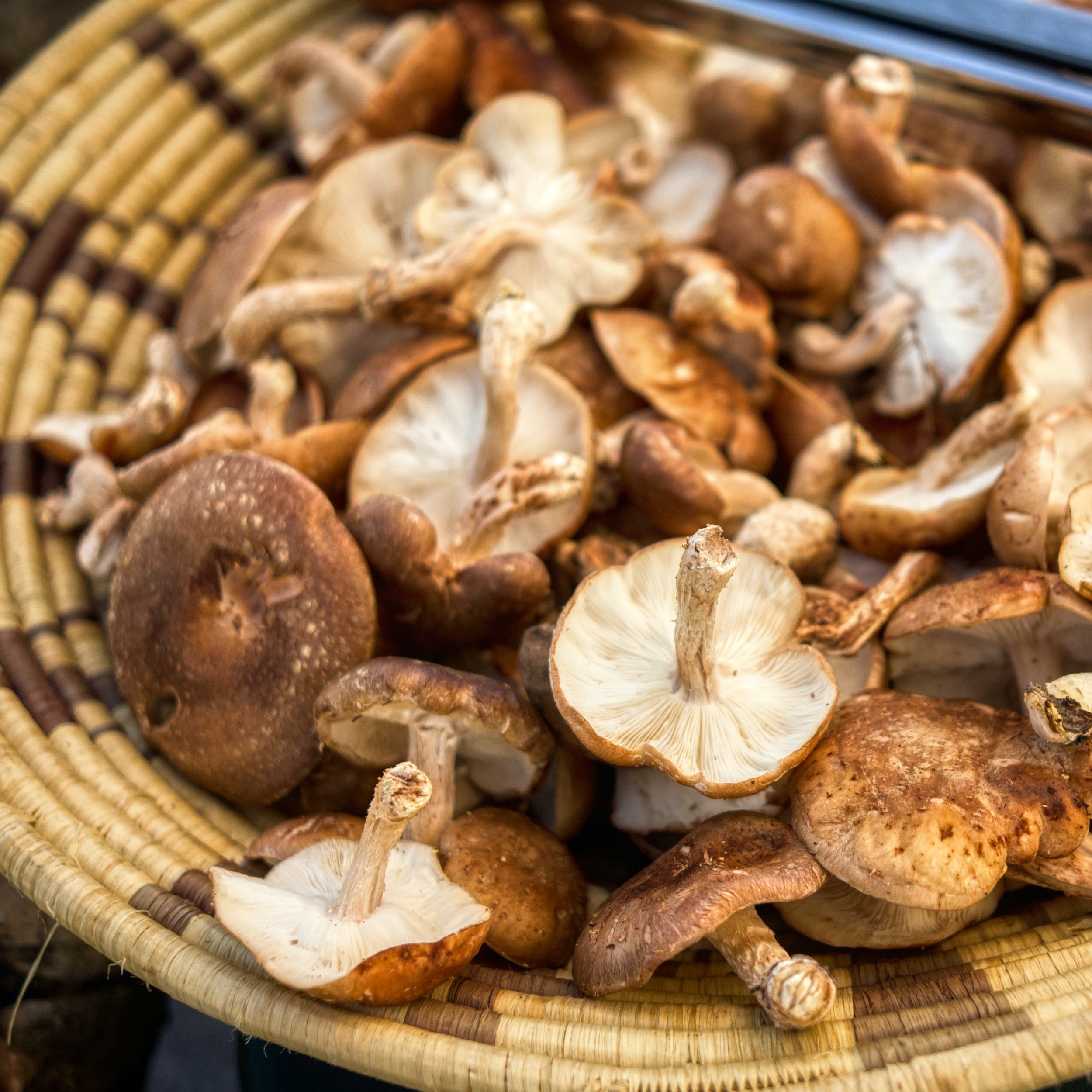 The 10 Biggest Mistakes People Make with Mushrooms and How to Avoid ThemThe 10 Biggest Mistakes People Make with Mushrooms and How to Avoid Them