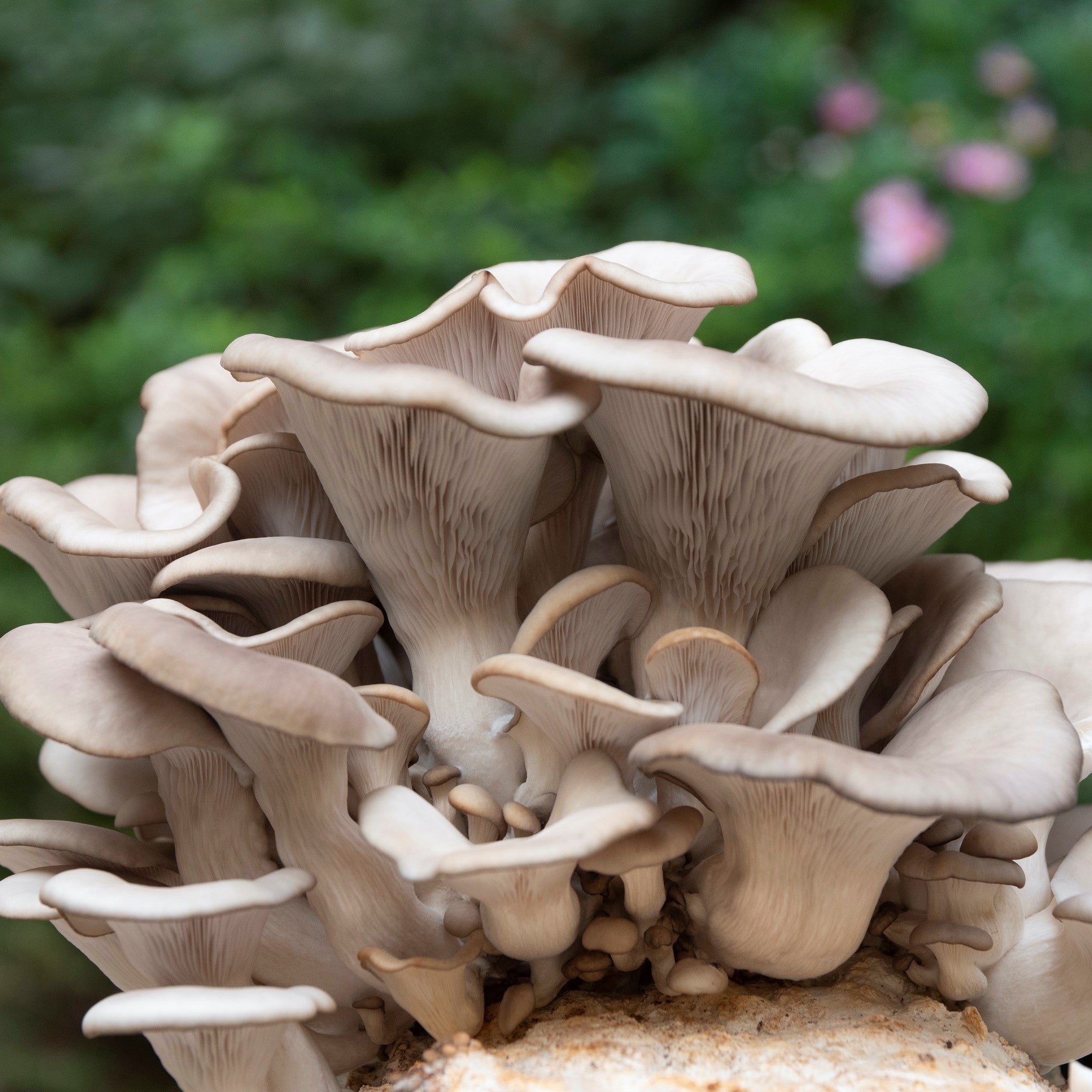 6 Ways to Give Thanks for Mushrooms