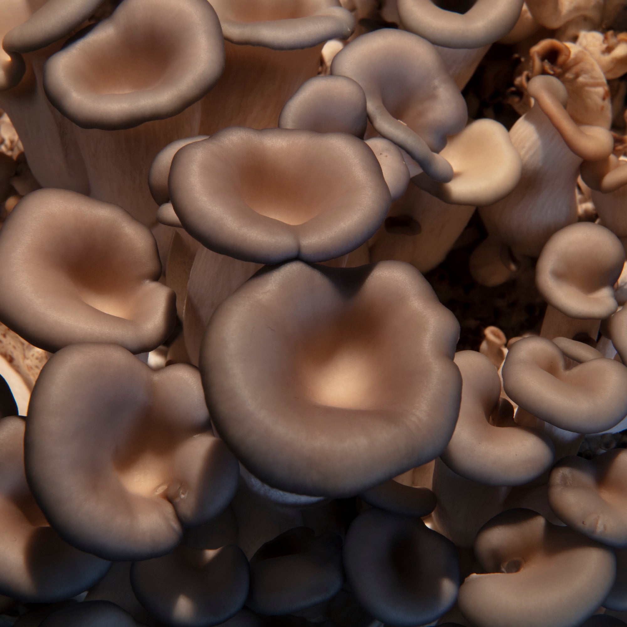 Mushroom Medley: The Latest News Plus a Few Recipes to Try This Month