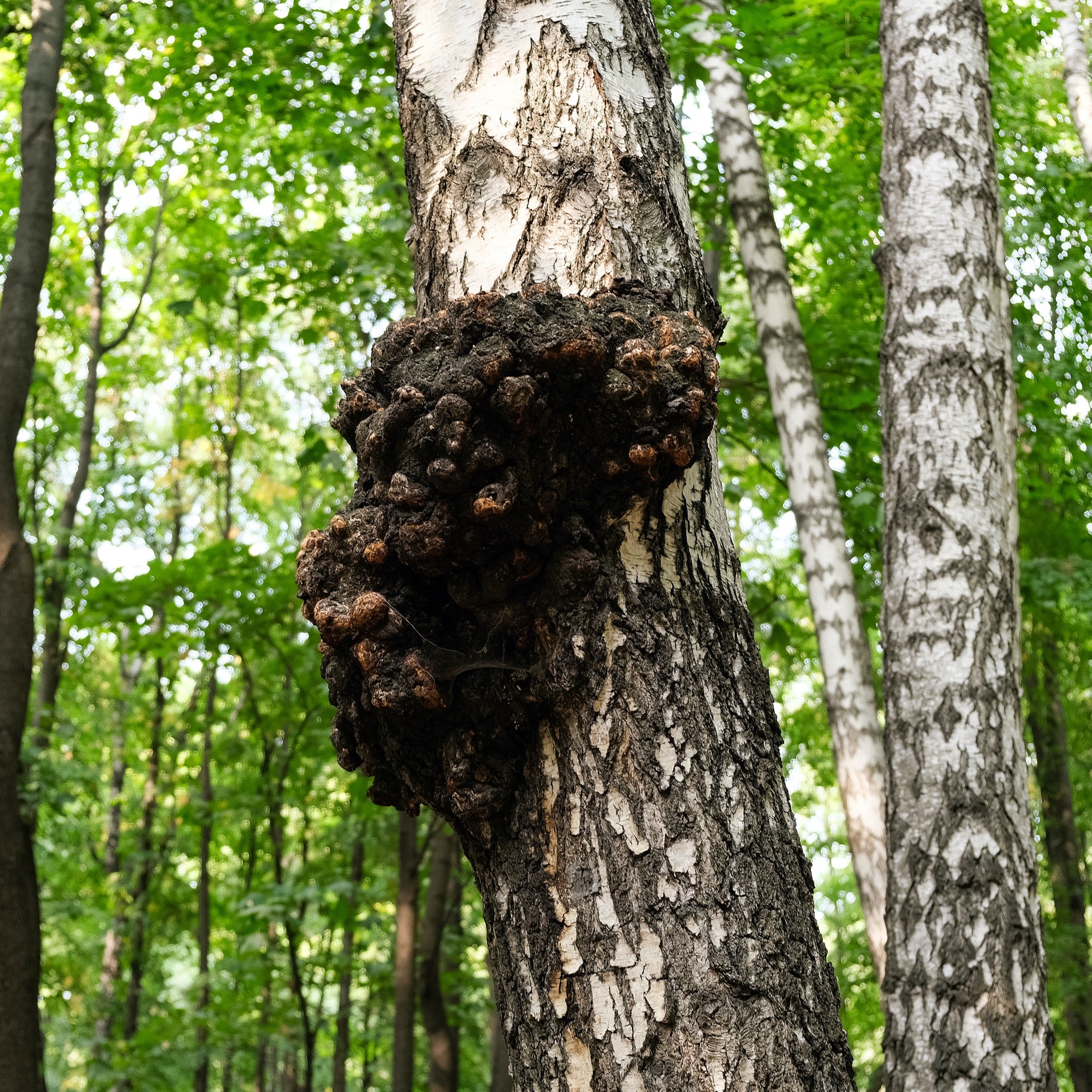 Get to Know Chaga – and Why We Don’t Use the Fruiting Bodies