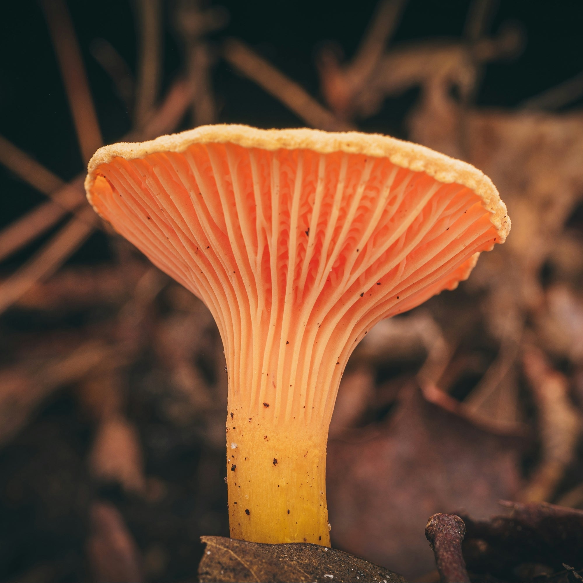 Mushroom Spotlight: Chanterelles