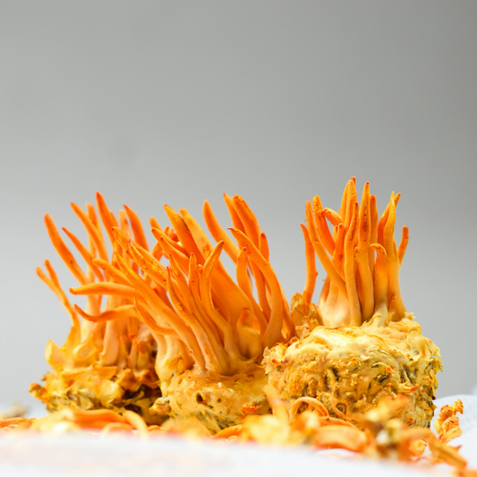 Mushroom Spotlight: Get to Know Cordyceps (Don’t Worry, It’s Vegan!)
