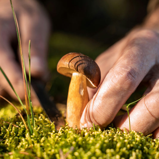 Practical Tips for Summer Foraging