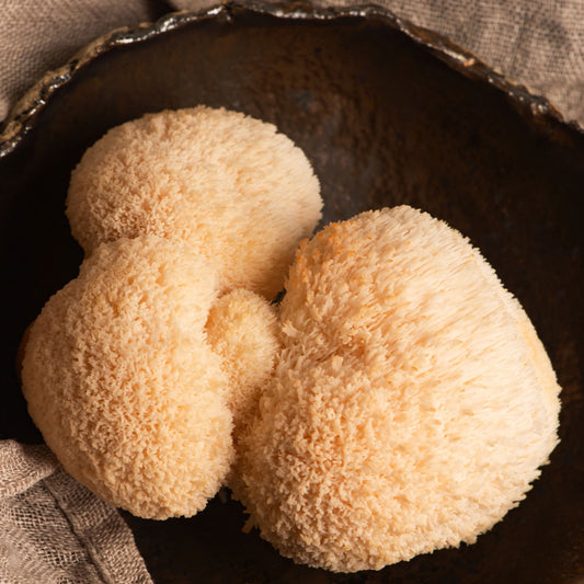 Mushrooms for Longevity: Where Ancient Wisdom Meets Modern Science