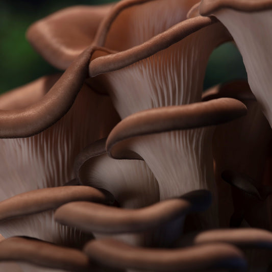 How Mushrooms Can Inspire Peace and Tranquility During Your Busiest Days