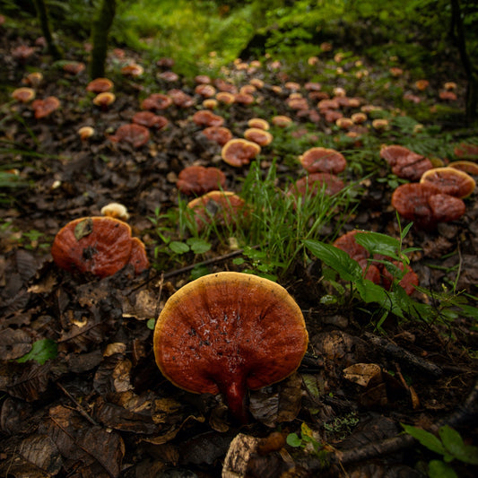 Get to Know the Mushrooms That Are Also Adaptogens*