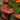 Mushroom Spotlight: Reishi, an Adaptogen Known as the Queen of Mushrooms*