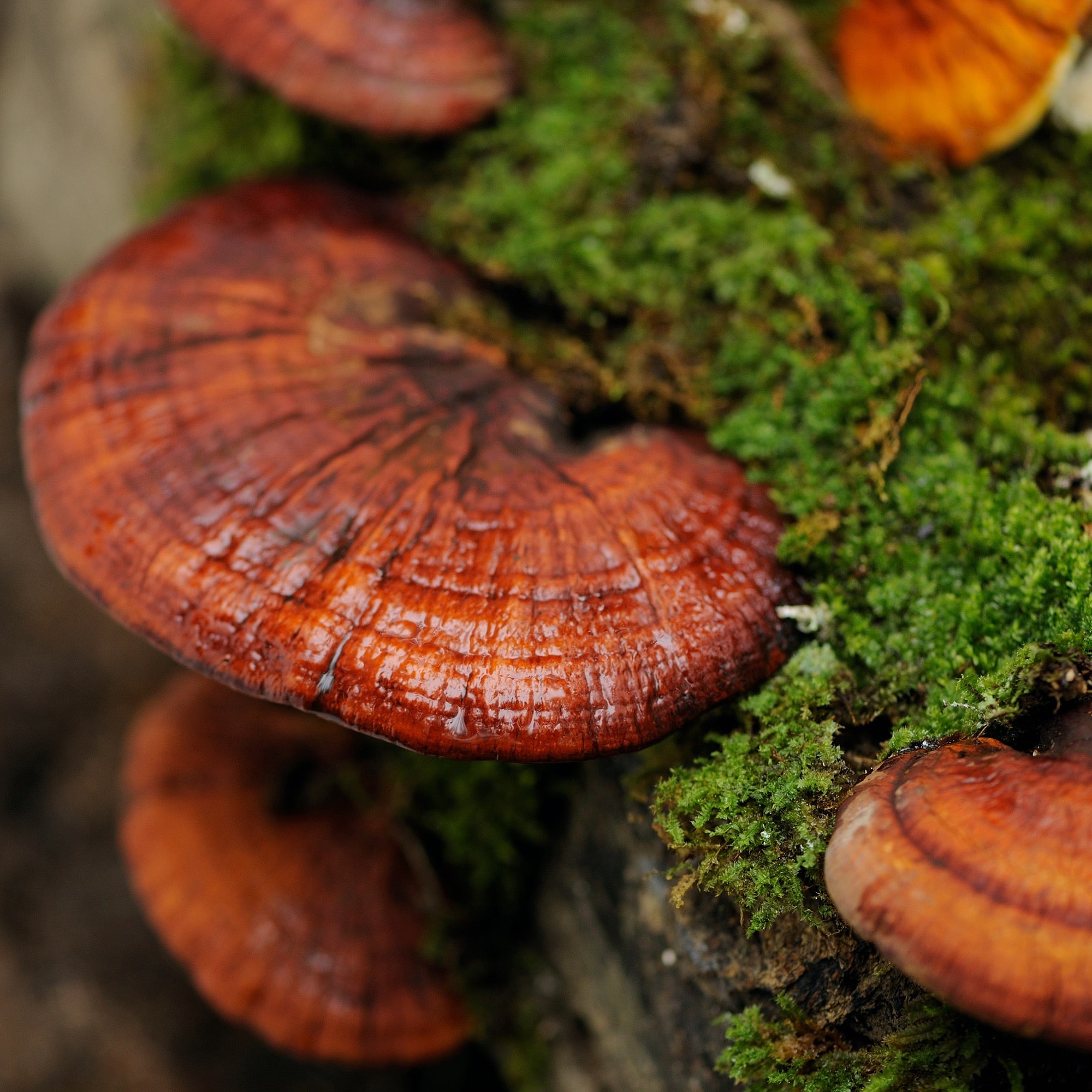 Mushroom Spotlight: Reishi, an Adaptogen Known as the Queen of Mushrooms*