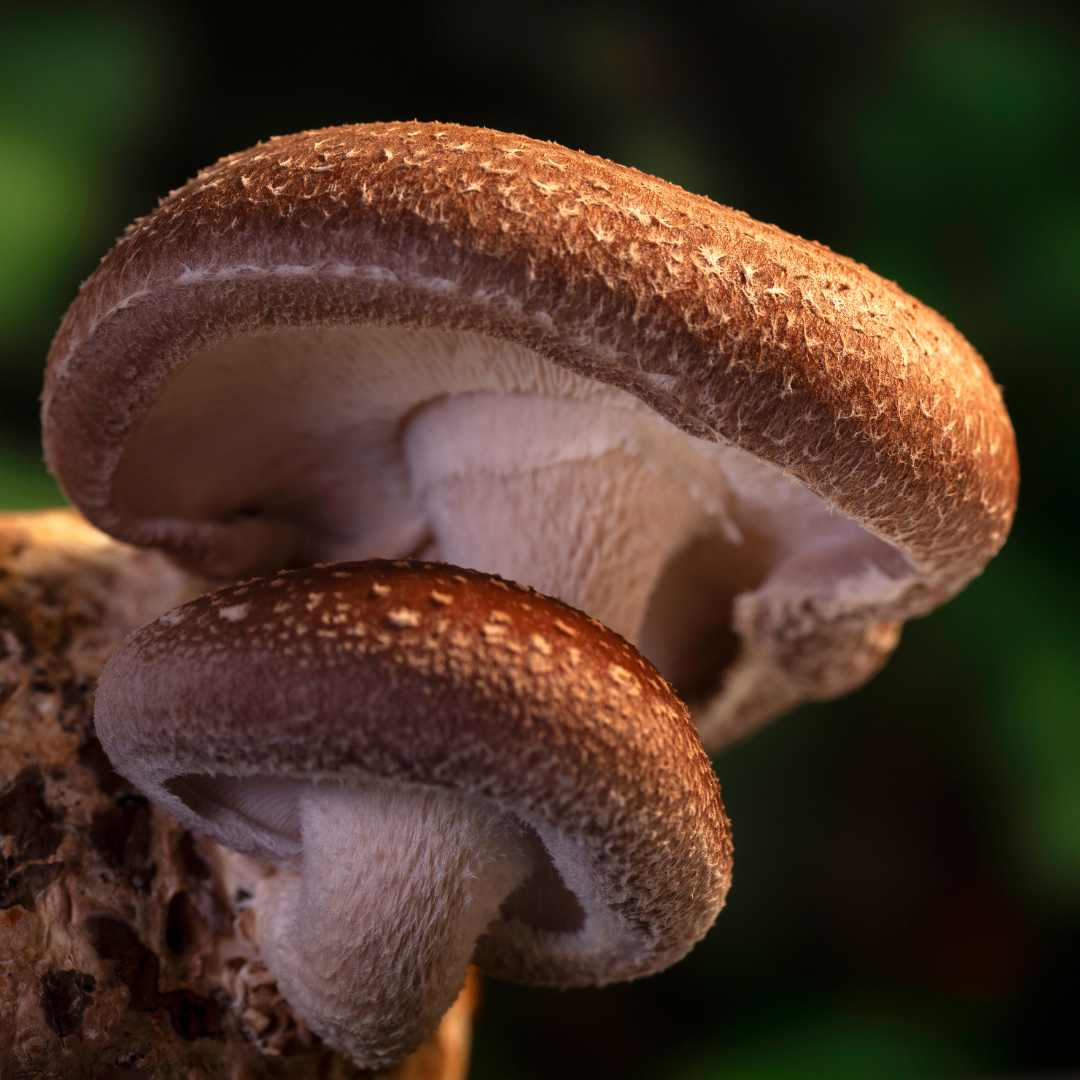 Answers to the Most Common Questions We Get About Mushrooms