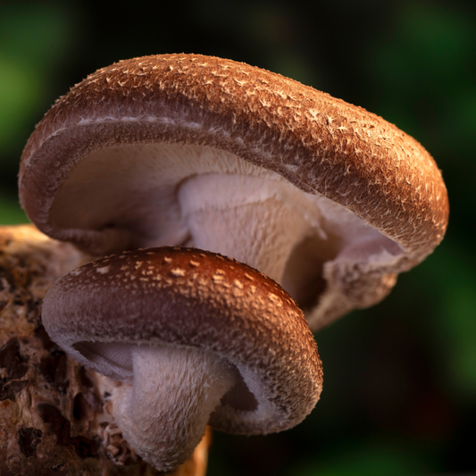 Answers to the Most Common Questions We Get About Mushrooms
