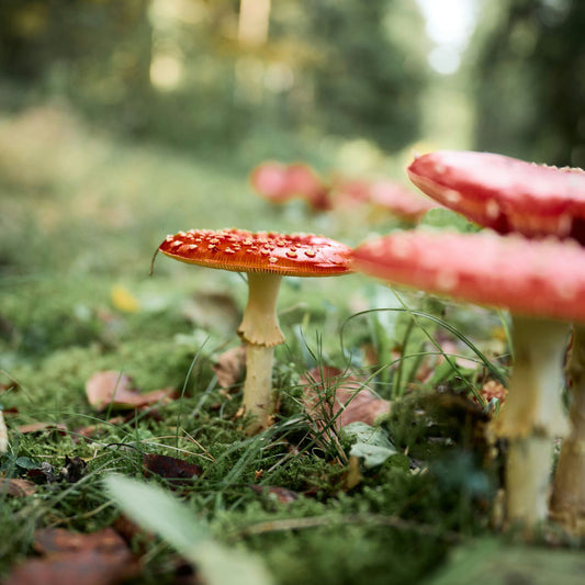 Mushroom Poisoning Risks and How to Stay Safe