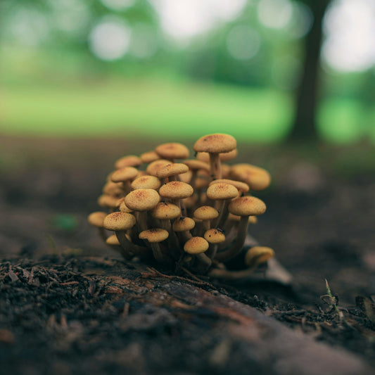 The Importance of Awe and Keeping a Beginner's Mind