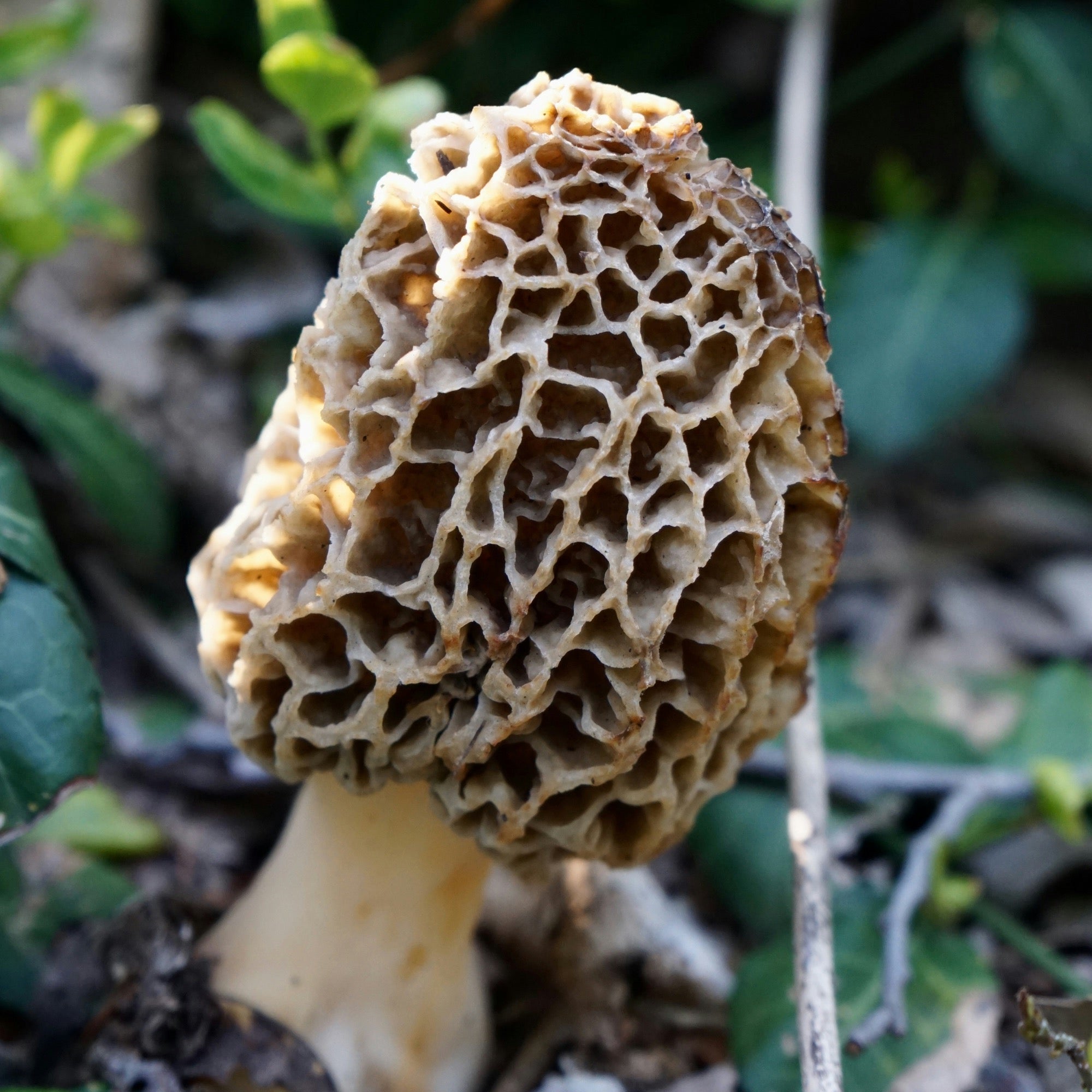 7 Fun & Easy Ways to Celebrate Mushrooms This Spring