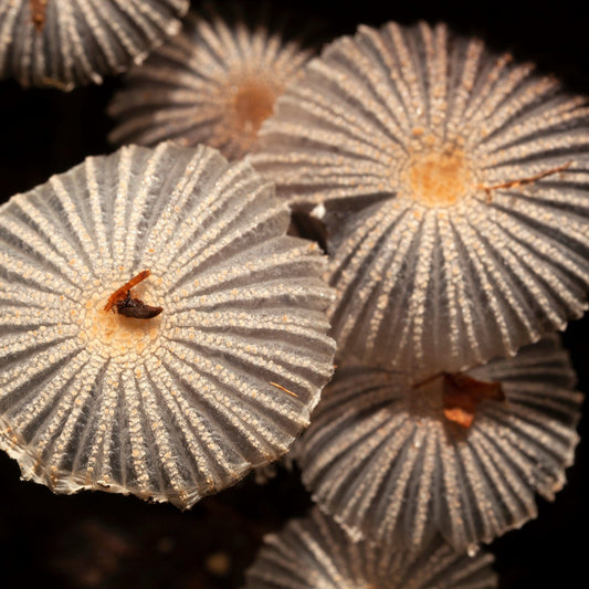 6 Reasons That Our Love of Mushrooms Is Here to Stay