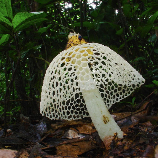Mushrooms in the News: Feel-Good Fungi Stories
