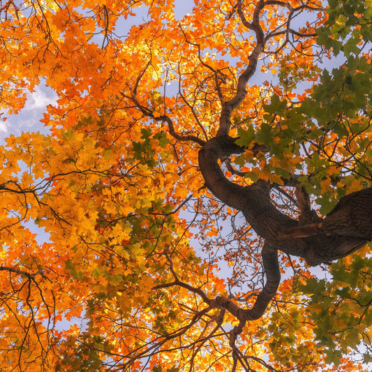 Feeling the Seasonal Shift? Try Going With It