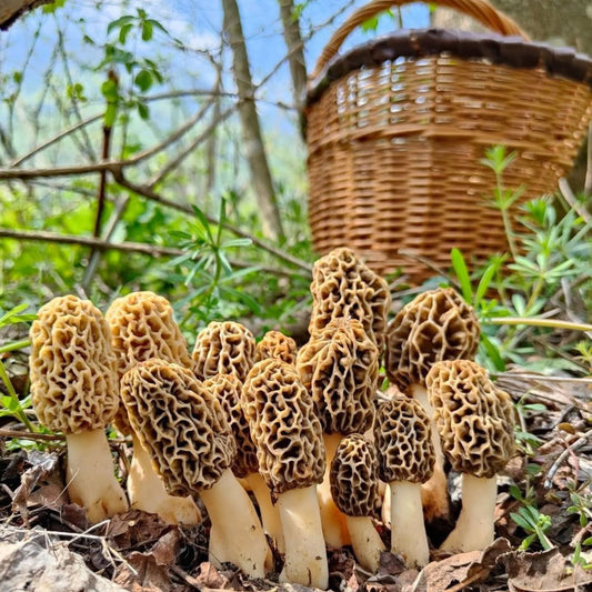 Before You Forage: A Refresher Course for Mushroom Hunters