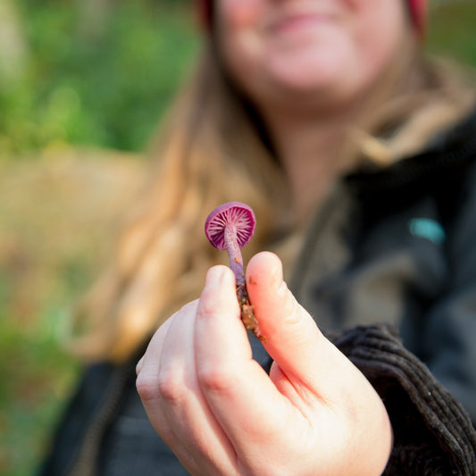 12 Sustainable Foraging Tips for Beginners