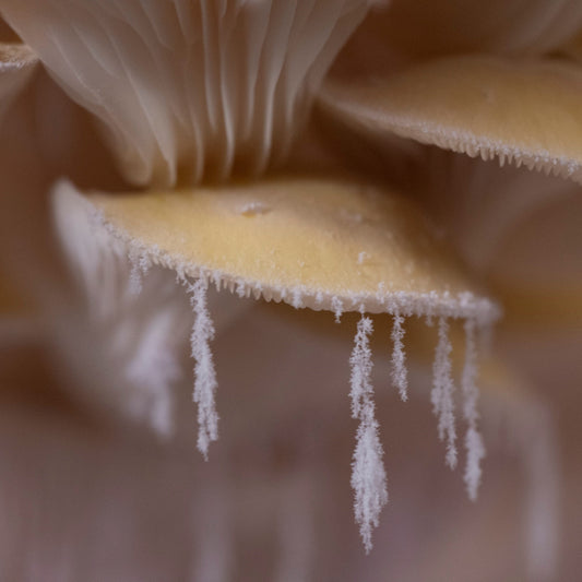 8 Must-Try Mushrooms to Add to Your Winter Routine