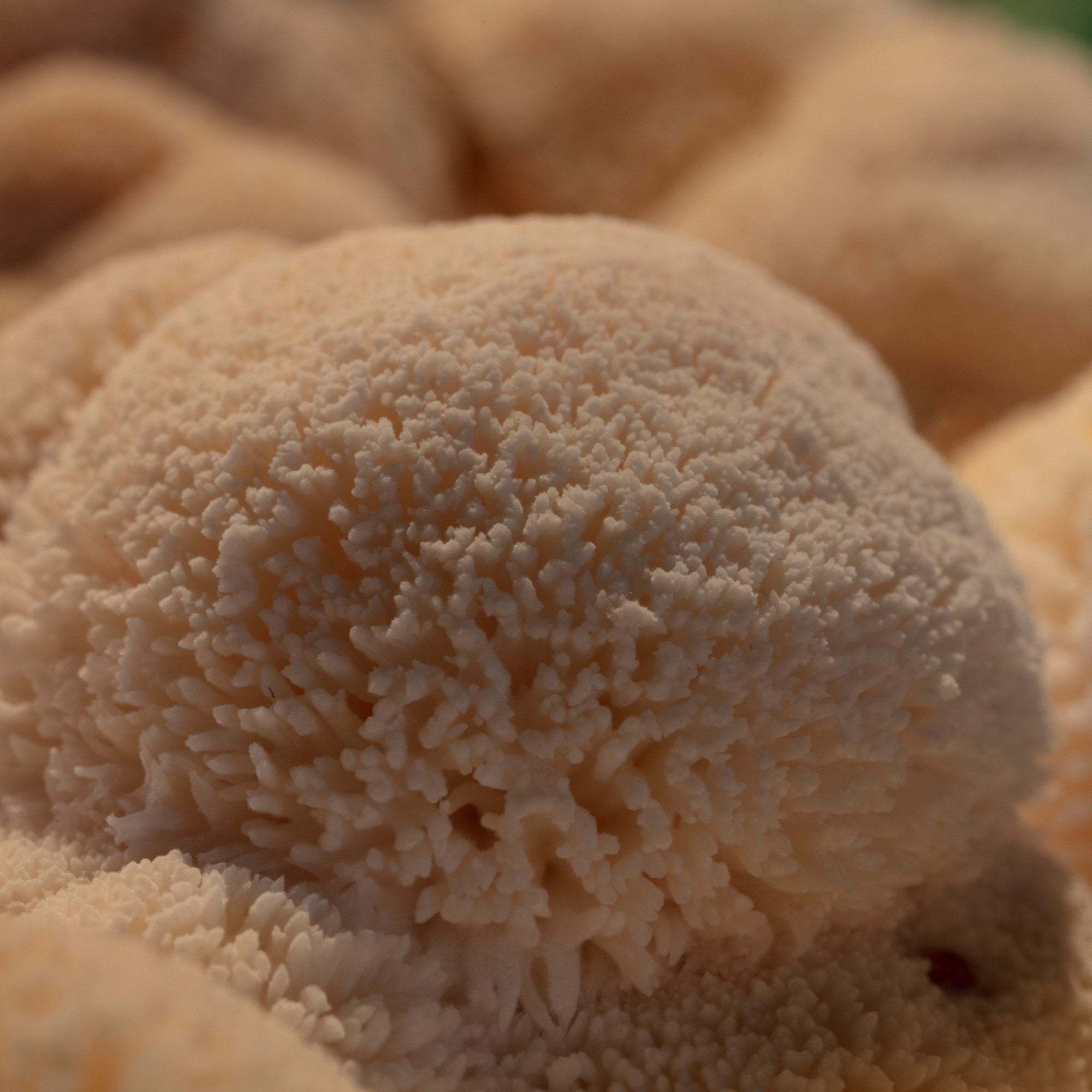 Here’s What to Know About Lion’s Mane Mushrooms