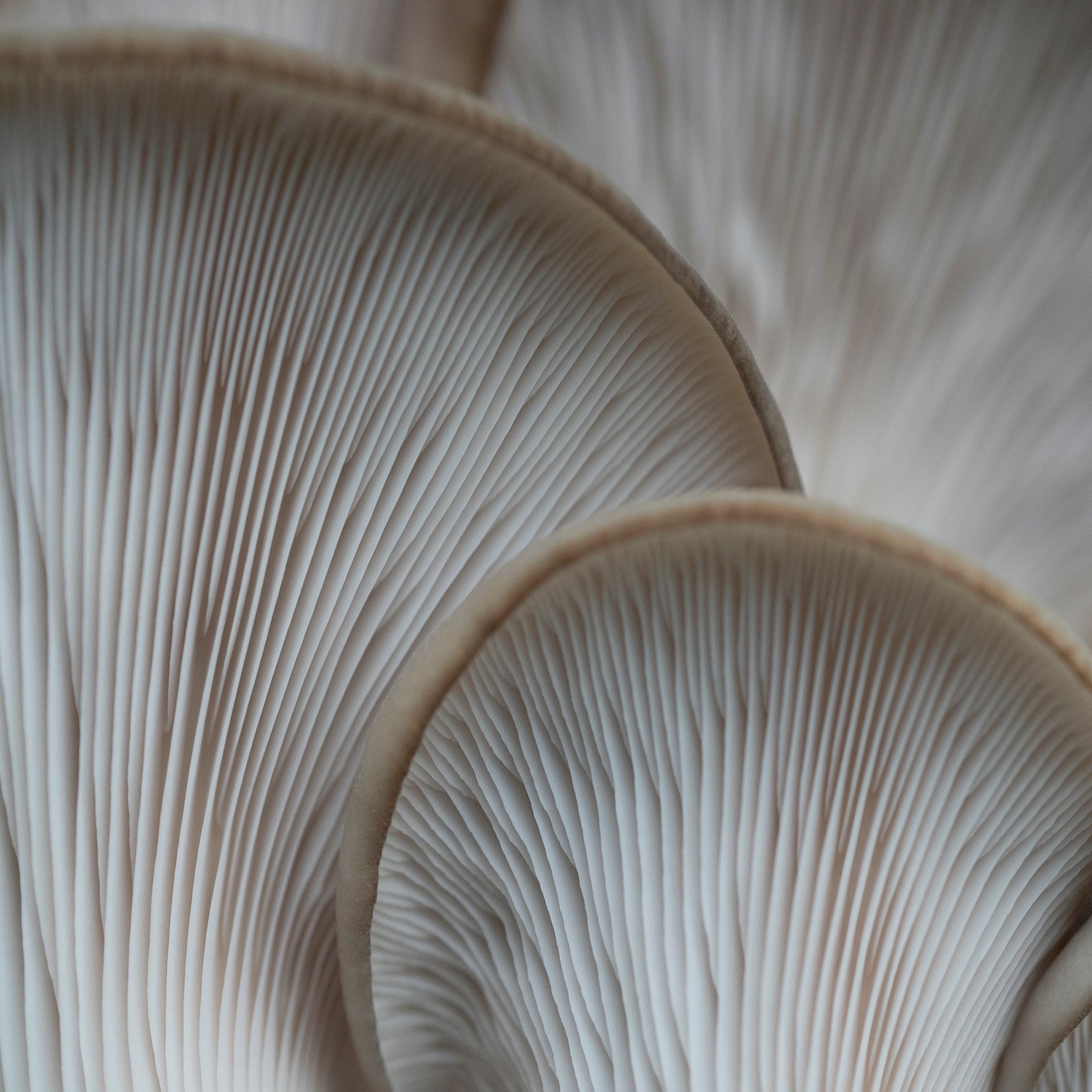 Building Connections: Get to Know the World-Saving Work of the Fungi Foundation