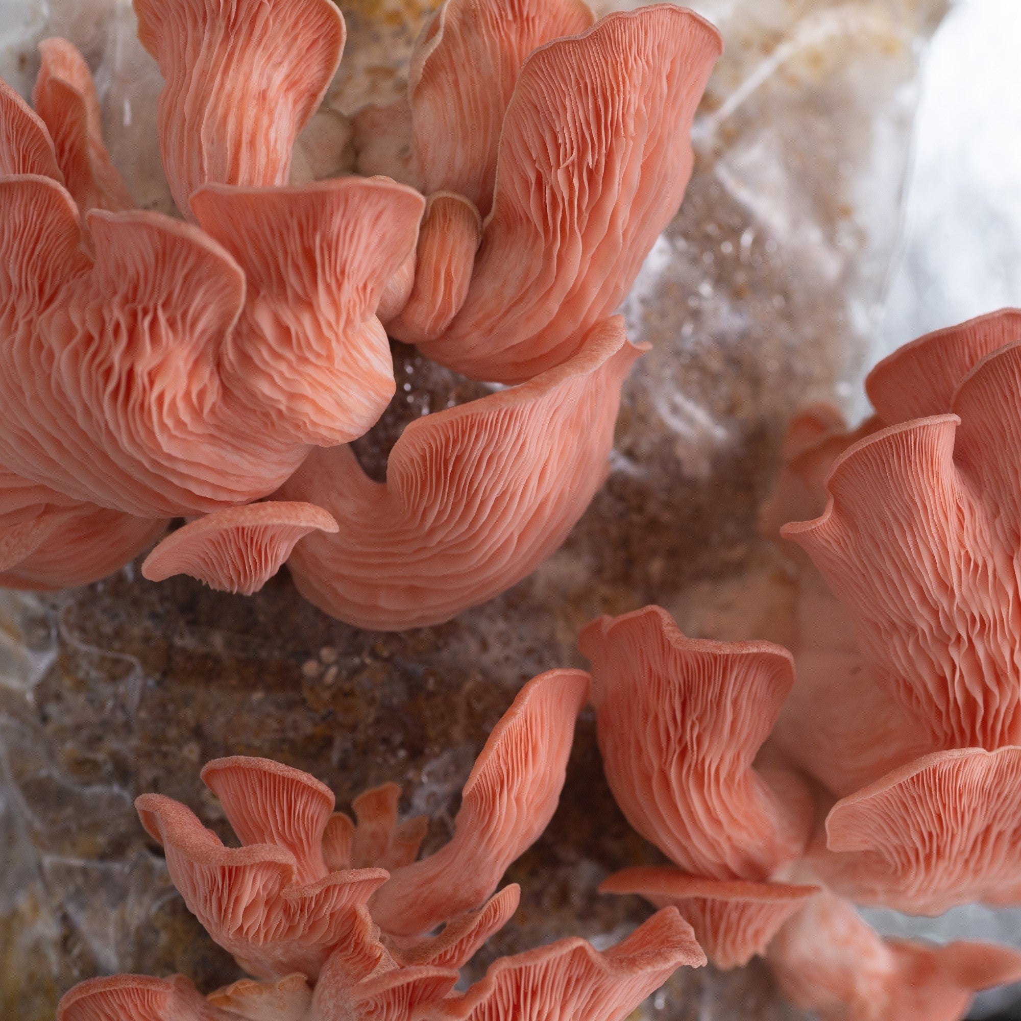 Our Best Tips for Growing Mushrooms at Home