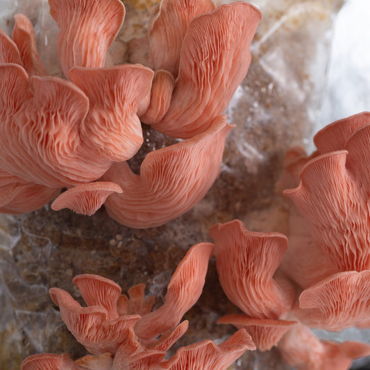 Our Best Tips for Growing Mushrooms at Home