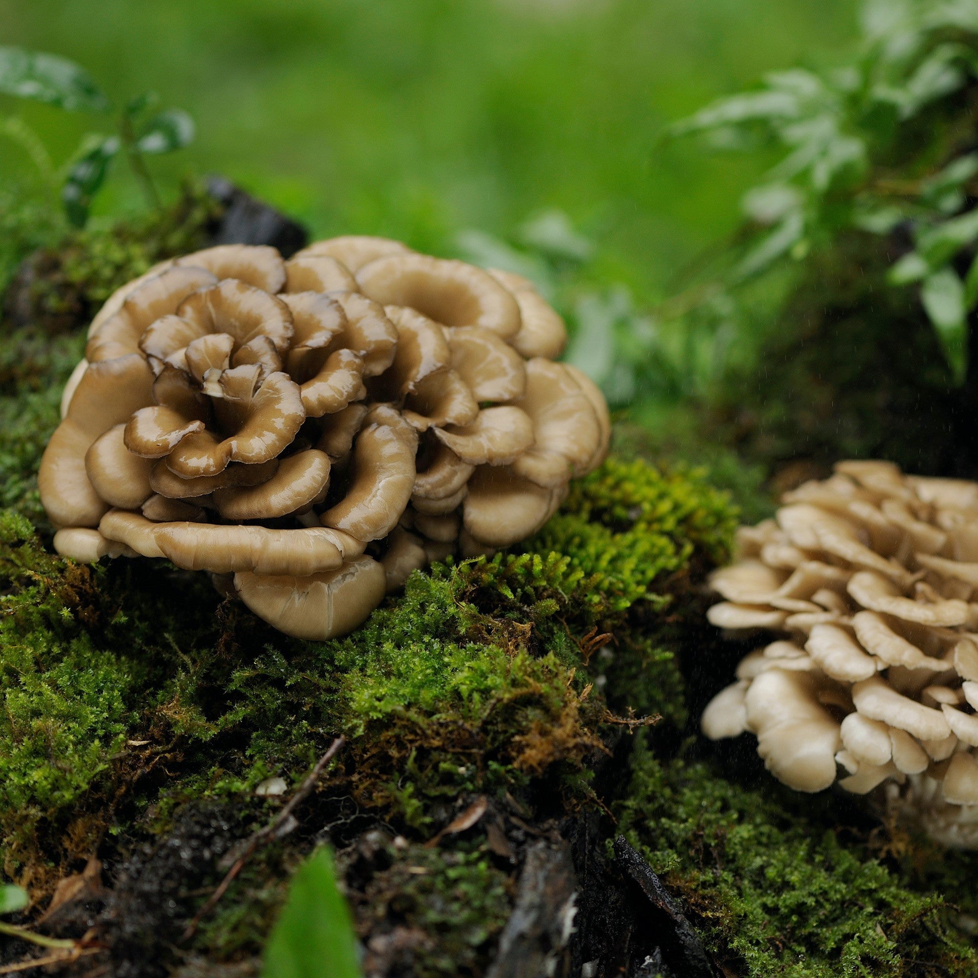 Here’s Why You Should Make Room for Maitake