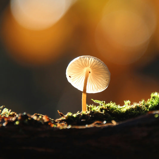 News Roundup: 6 Times Mushrooms Made Headlines in 2024