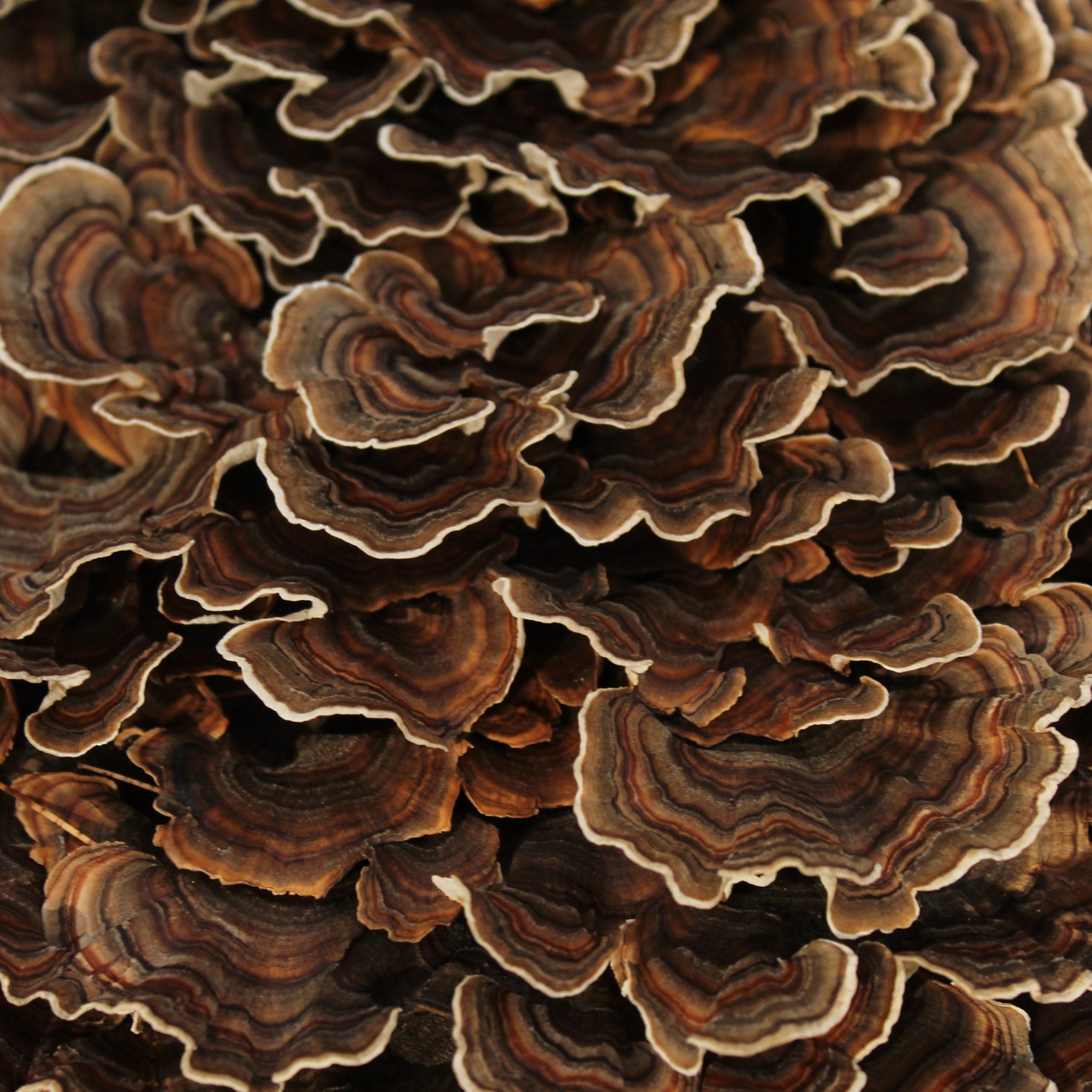 Why is Turkey Tail One of the Most-Studied Mushrooms on the Planet?
