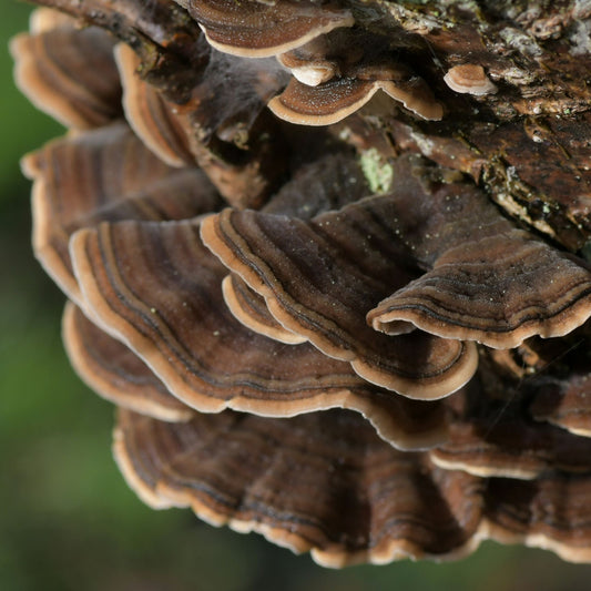 Discover the Best Mushrooms to Forage in Fall