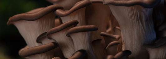 Mushroom Supplements