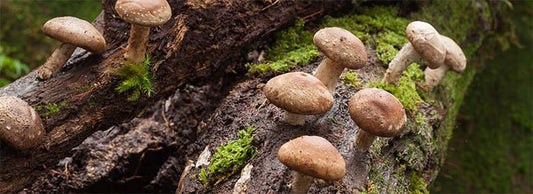 Shiitake Mushroom